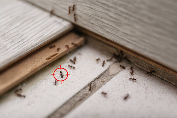 Best Wasp Removal Services  in Saddle River, NJ